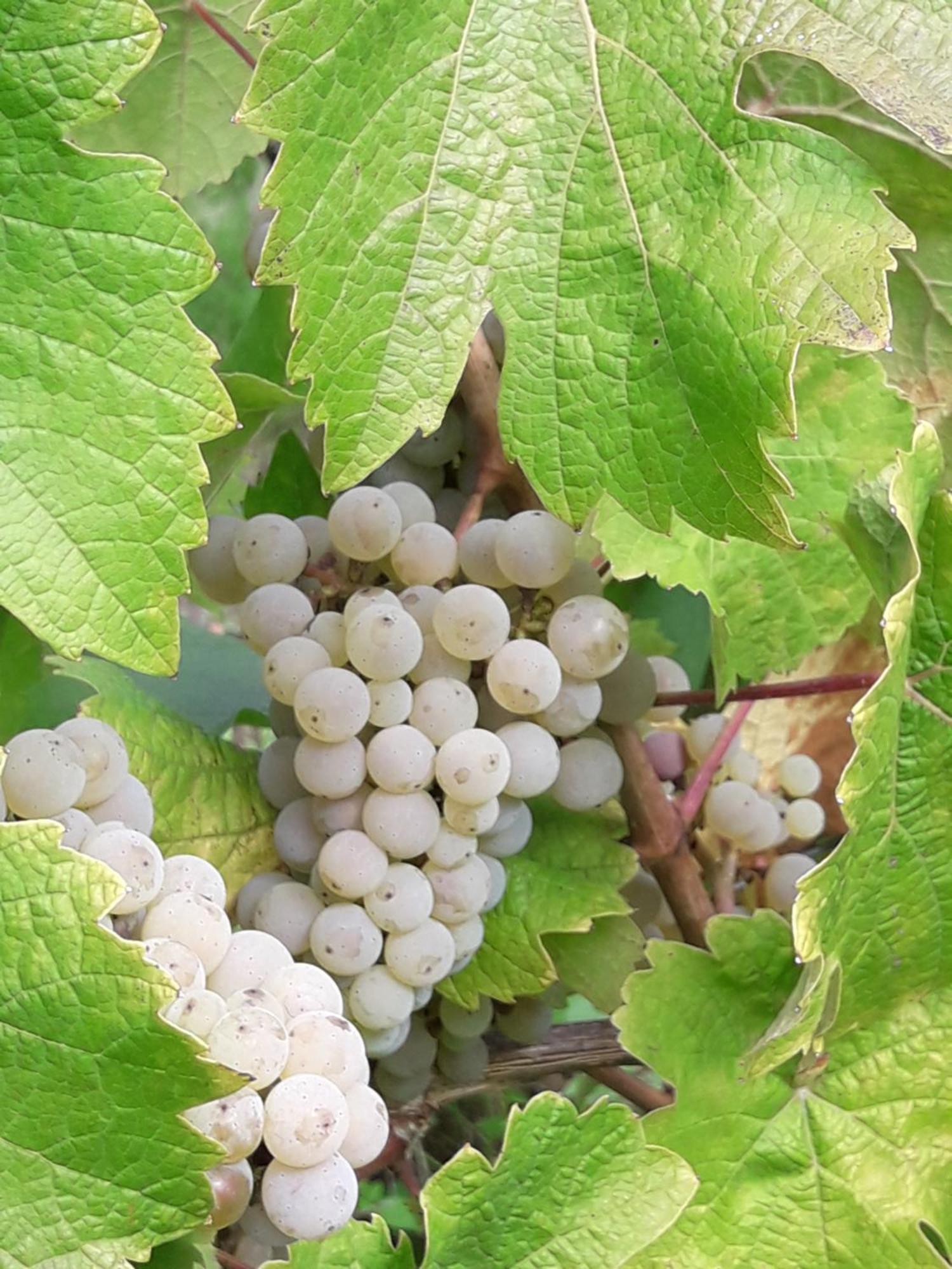 Weinhof Michael Morbach Zeltingen-Rachtig Exterior foto