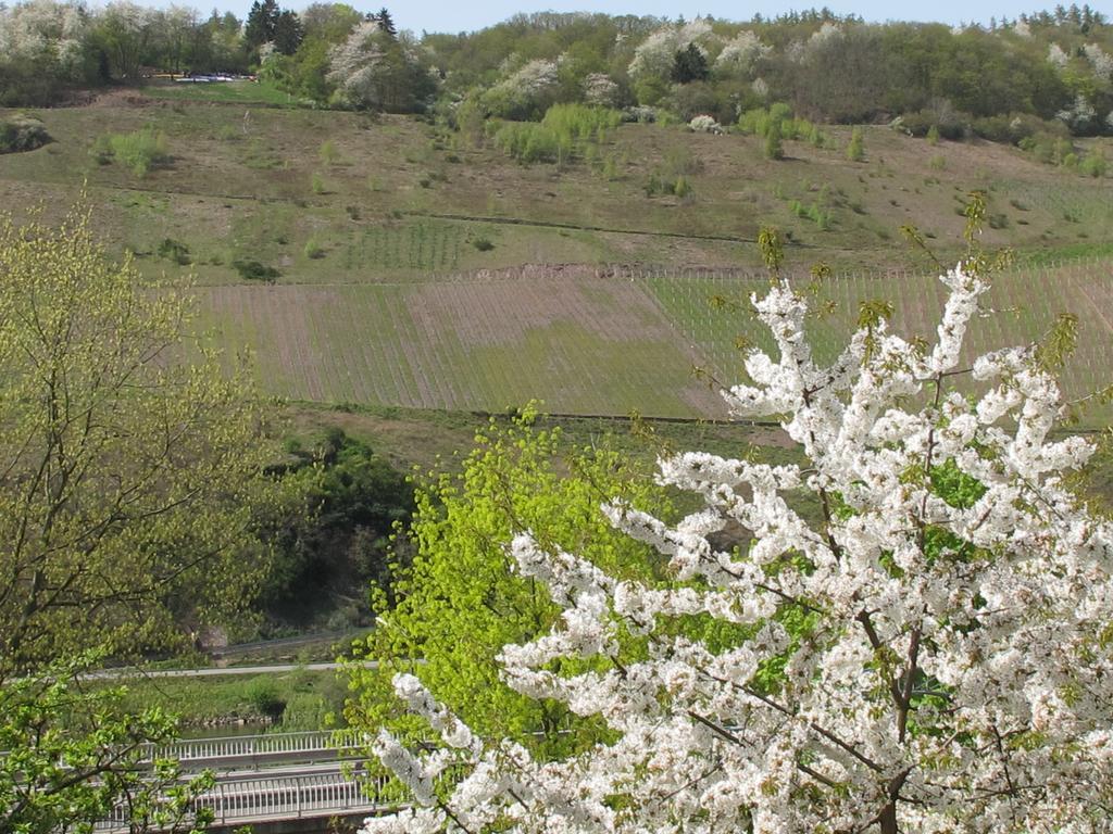 Weinhof Michael Morbach Zeltingen-Rachtig Exterior foto